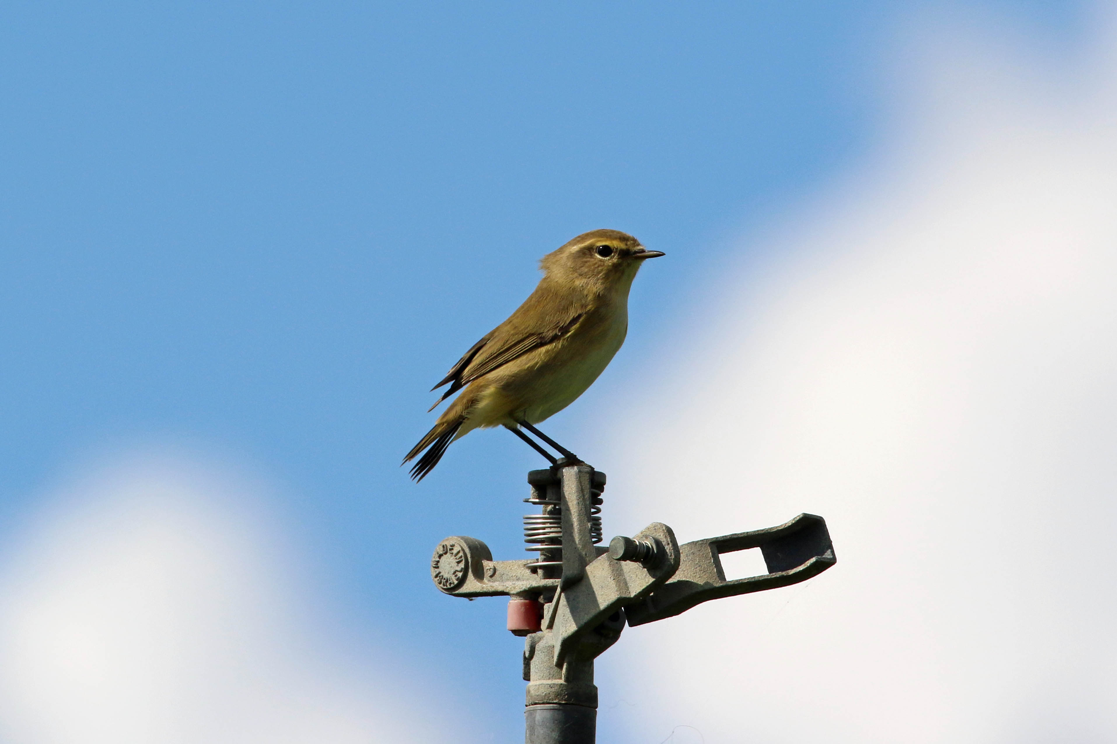 Welk vogeltje is dit ?